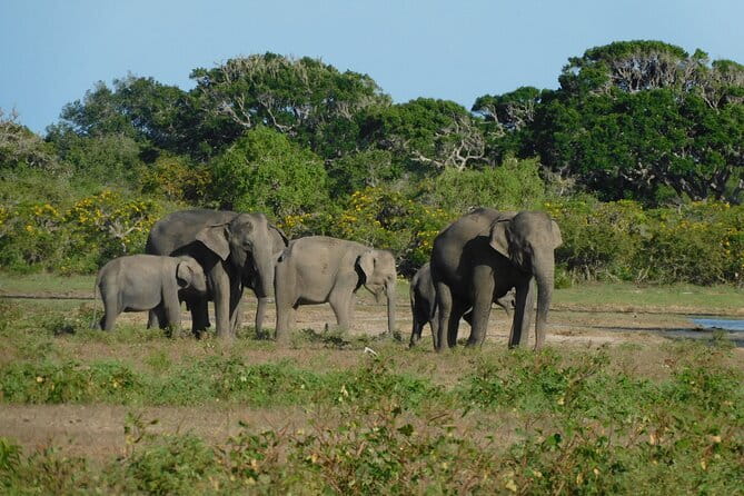 Udawalawe Safari & Elephant Orphanage visit from Hambantota port - Who will enjoy this tour most?
