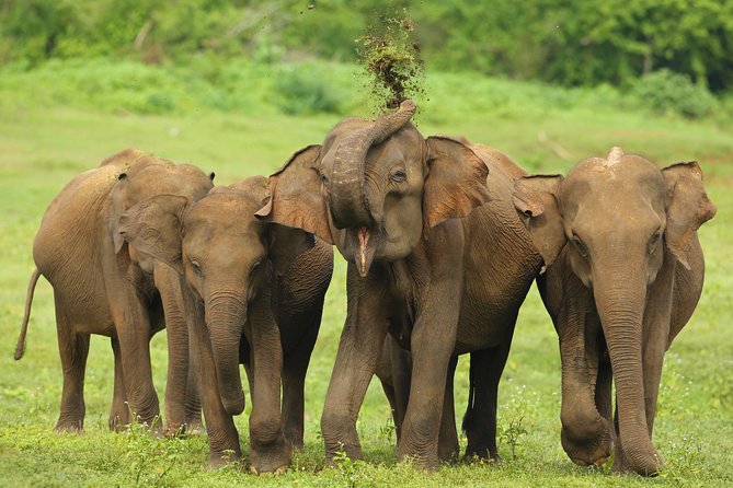 Udawalawe Safari & Elephant Transit Home Visit with Lunch from Hambantota Harbor - Why the noon elephant feeding matters