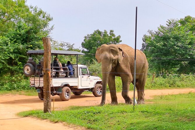 Udawalawe Safari - Private & Customize Tour - The three-hour jeep safari inside Udawalawe