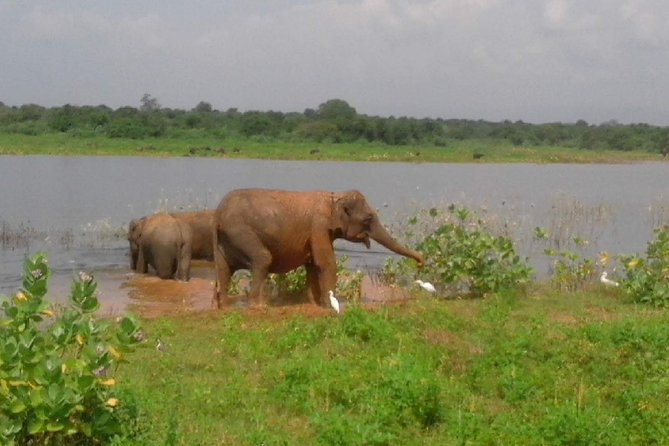 Udawalawe Safari - Private & Customize Tour - Lunch, bottled water, and the practical comforts