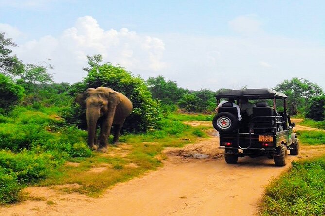 Udawalawe Safari - Private & Customize Tour - Is $110 per person good value?