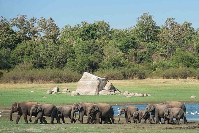 Udawalawe Safari Private Day Tour Kaluthara/Beruwala/Bentota/Kosgoda/Ahungalla - Practical details that affect your day