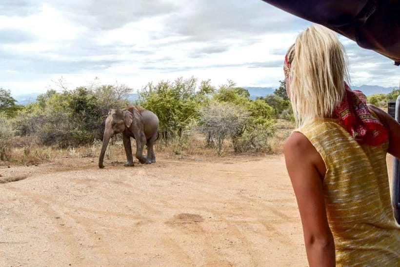 Udawalawe Safari Private Day Trip with Lunch - All Inclusive - Key points before you book