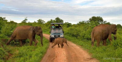 Udawalawe Safari Private Day Trip with Lunch – All Inclusive