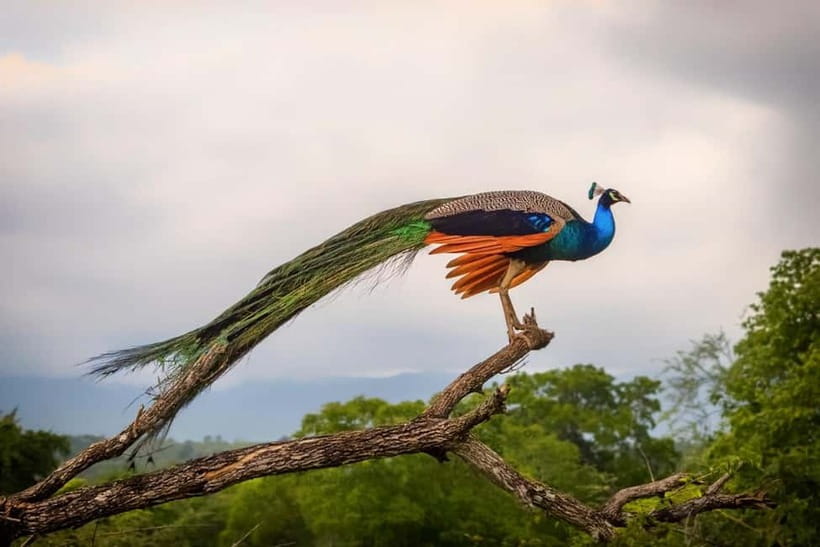 Udawalawe Safari Private Day Trip with Lunch - All Inclusive - What the $110 price really covers