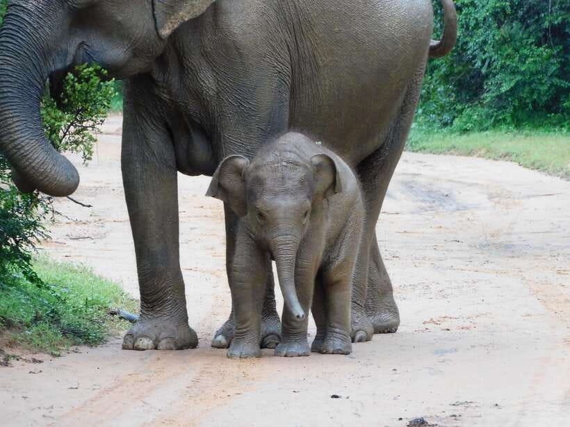 Udawalawe Safari Tour from Hambantota Port (Shore Excursion) - Key points to know before you go