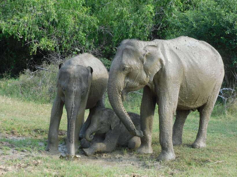Udawalawe Safari Tour from Hambantota Port (Shore Excursion) - Should you book the Udawalawe safari from Hambantota?