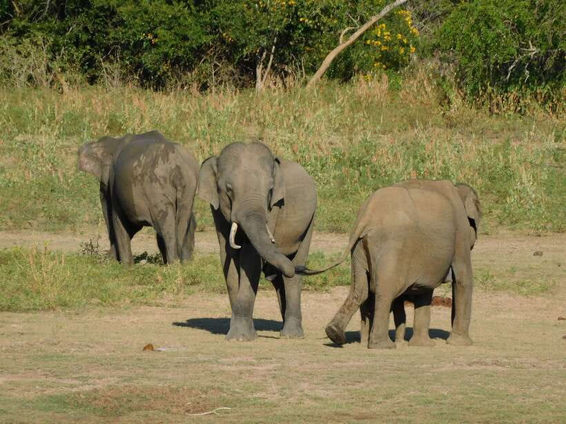 Udawalawe Safari Tour from Hambantota Port (Shore Excursion) - Timing for a cruise shore excursion
