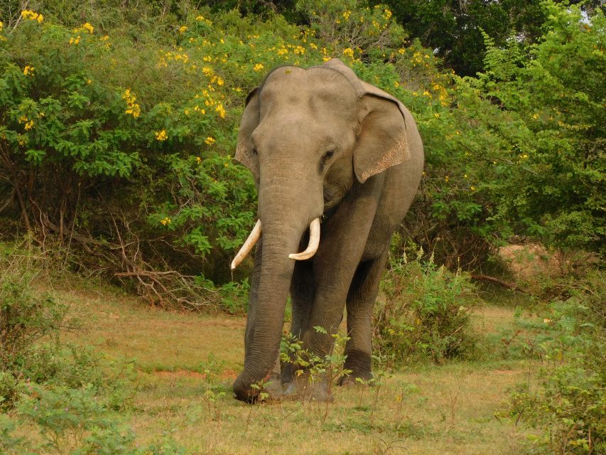 Udawalawe Safari Tour from Hambantota Port (Shore Excursion) - What the $67 price really covers