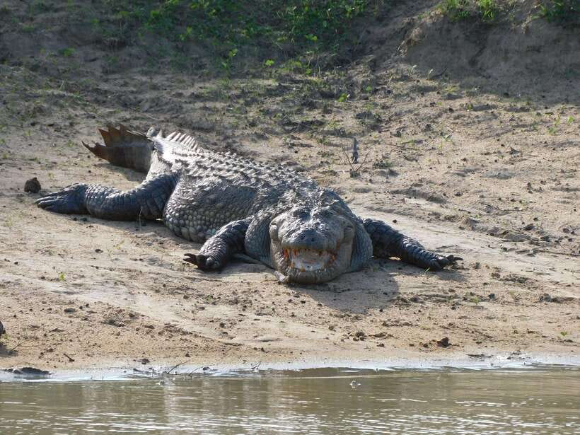 Udawalawe Safari Tour from Hambantota Port (Shore Excursion) - Comfort, safety, and practical limits