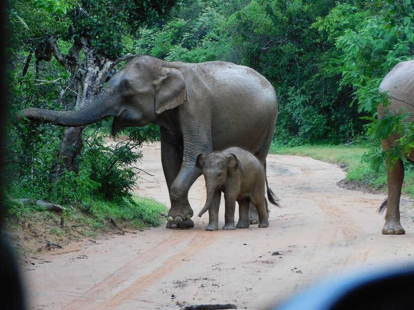 Udawalawe Safari Tour from Hambantota Port (Shore Excursion) - A five-hour safari through Udawalawe National Park