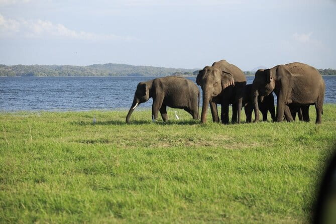 Visiting the Historical Polonnaruwa Ruins and Minneriya Safari - The drive from Anuradhapura