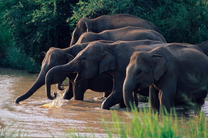 Wasgamuwa National Park Entrance Ticket with Private Safari - Key points to know before you go