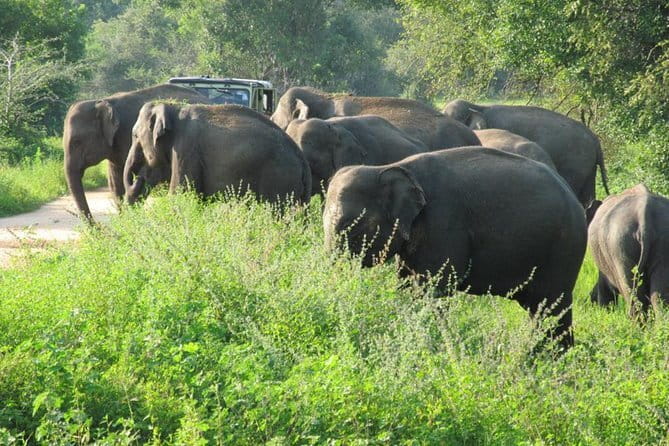 Wasgamuwa National Park Entrance Ticket with Private Safari - Getting through the gate with less fuss
