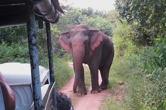 Wasgamuwa National Park Entrance Ticket with Private Safari - Price, group size, and what you receive