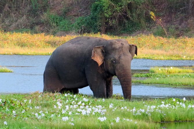 Wasgamuwa National Park Entrance Ticket with Private Safari - What the three-hour safari feels like