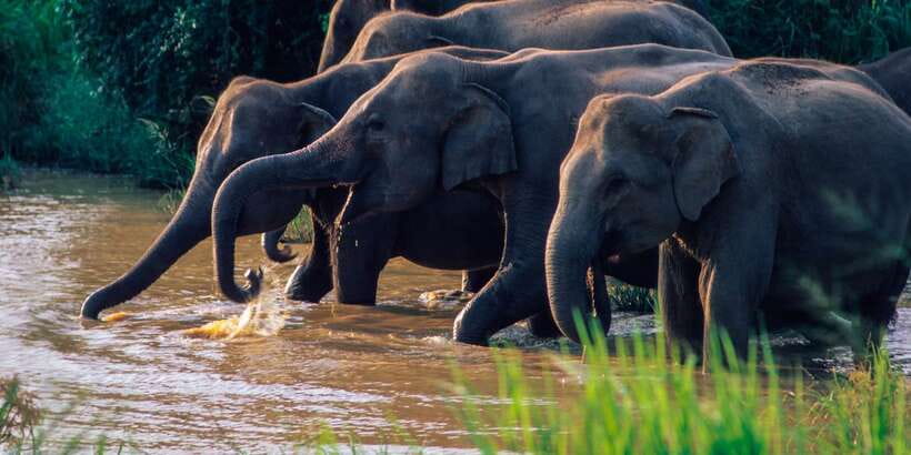 Wasgamuwa: Wasgamuwa National Park Private 3-Hour Safari - Three hours among dry forest and open country