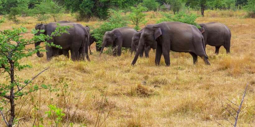 Wasgamuwa: Wasgamuwa National Park Private 3-Hour Safari - Looking for deer, buffalo, monkeys, and predators