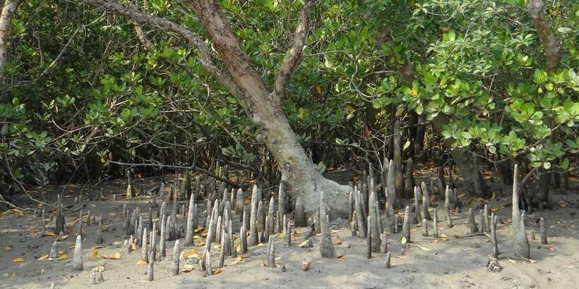 West coast Beach, River Mangroves lagoon, Wildlife boat Tour - Key points to know before booking