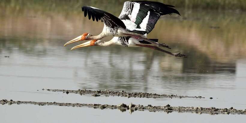 West coast Beach, River Mangroves lagoon, Wildlife boat Tour - Who will enjoy this tour most?