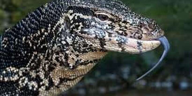 West coast Beach, River Mangroves lagoon, Wildlife boat Tour - What this west coast day is really about