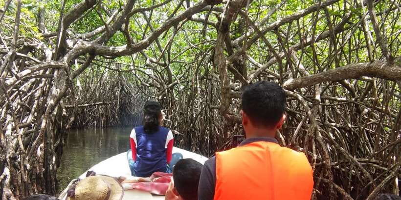West coast Beach, River Mangroves lagoon, Wildlife boat Tour - Sea turtles and the conservation stop