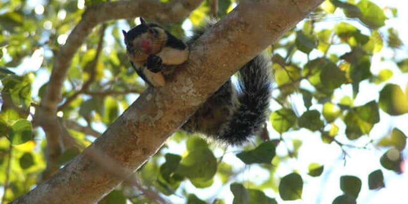 West coast Beach, River Mangroves lagoon, Wildlife boat Tour - An island temple and the spiritual side of the coast