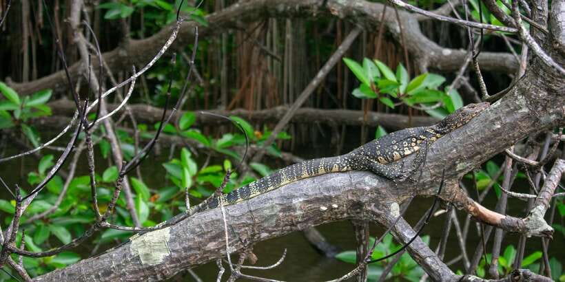 West coast Beach, River Mangroves lagoon, Wildlife boat Tour - The road from Colombo to the coast