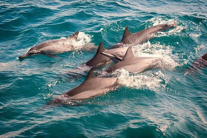 Whale & Dolphin Watching Day Tour including Handunugoda Teafactory - The early start and Mirissa Beach boat trip