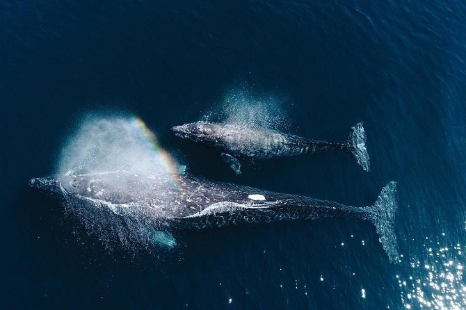 Whale Watching Experience in Mirissa - Key points before you book