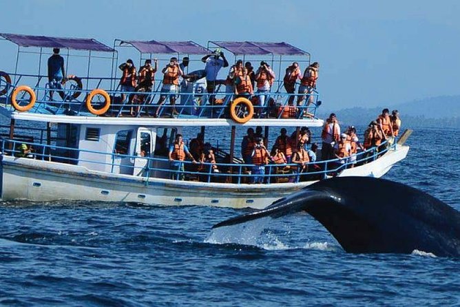 Whale Watching Experience in Mirissa - Searching for Sri Lanka’s largest animals