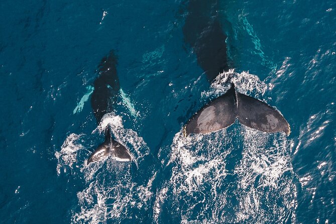 Whale Watching Galle with Pickup & Drop - Key points to know before booking