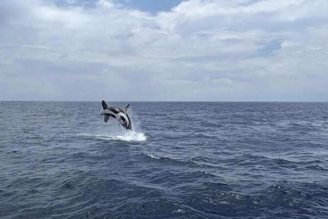 Whale Watching Galle with Pickup & Drop - Breakfast and refreshments on board