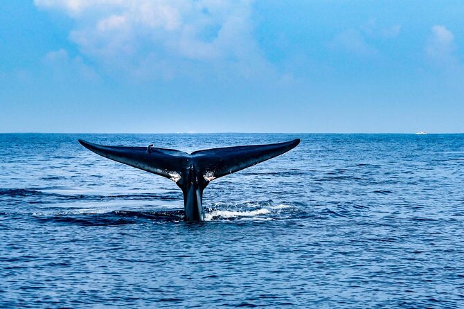 Whale Watching Galle with Pickup & Drop - What seven hours really means
