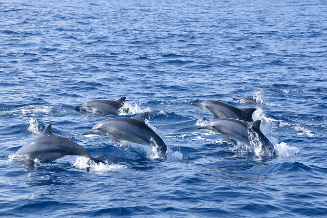 Whale Watching Galle with Pickup & Drop - Is $80 a fair price?