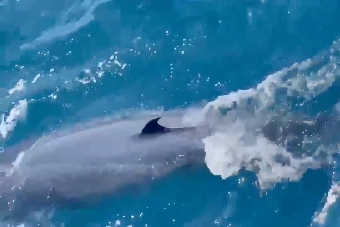 Whale Watching Mirissa Ultimate Tour in Sri Lanka with Breakfast - Who will enjoy this Mirissa outing most