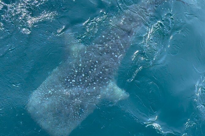 Whale Watching Mirissa Ultimate Tour in Sri Lanka with Breakfast - Booking details and weather flexibility