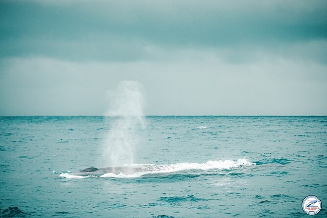 Whale Watching Mirissa Ultimate Tour in Sri Lanka with Breakfast - Searching for blue whales offshore