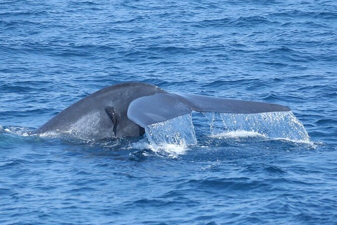 Whale Watching Mirissa with ( WWC ) - Swimming adds fun, but it is not for everyone