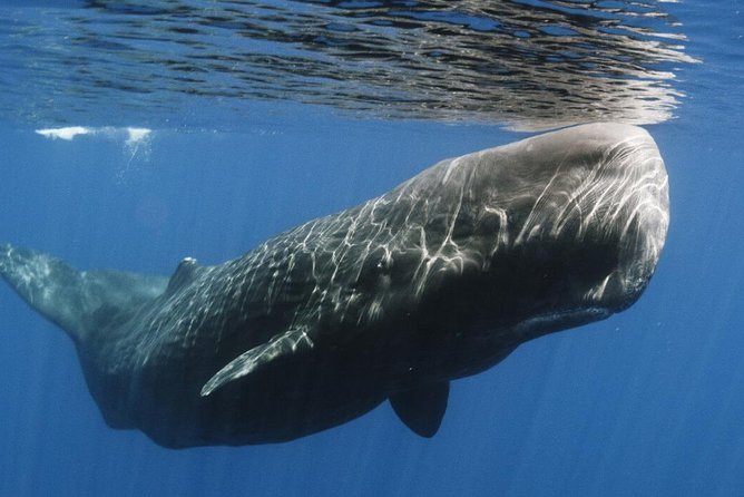 Whales and Dolphins Watching Mirissa - What this Mirissa and Galle combination really offers