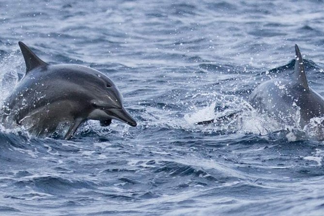 Whales and Dolphins Watching Mirissa - A short visit inside Galle Dutch Fort