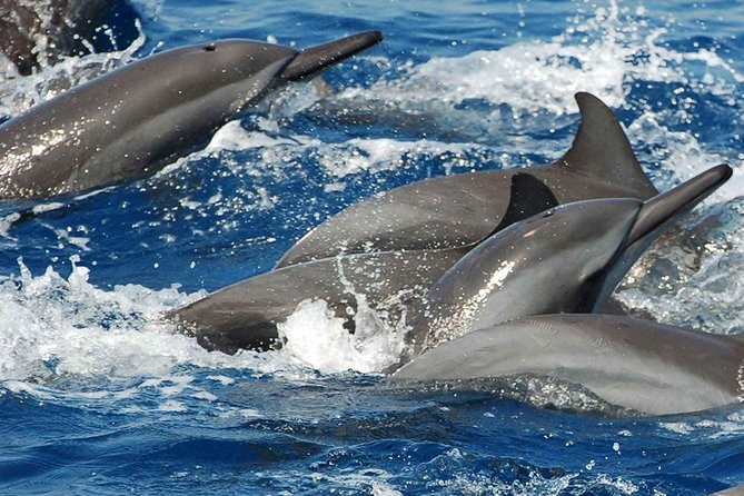 Whales and Dolphins Watching Mirissa - How the $65 group price works