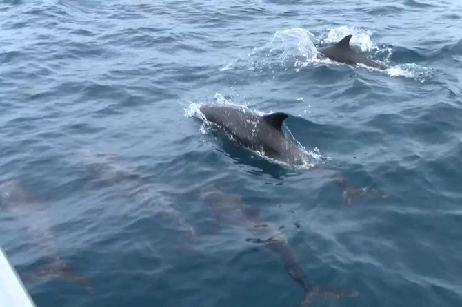 Whales and Dolphins Watching Mirissa - The family angle and driver service