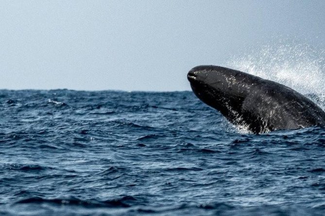 Whales and Dolphins Watching Mirissa - What is included, and what you should plan yourself