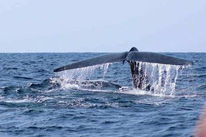 Whales & Dolphin Watching Day Tour including Handunugoda Teafactory - Why this Bentota tour works as a coastal day trip