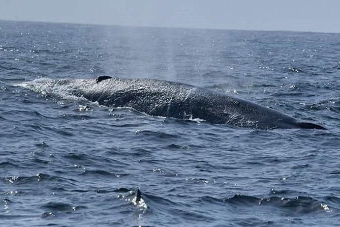 Whales & Dolphin Watching Day Tour including Handunugoda Teafactory - Who should book this experience?