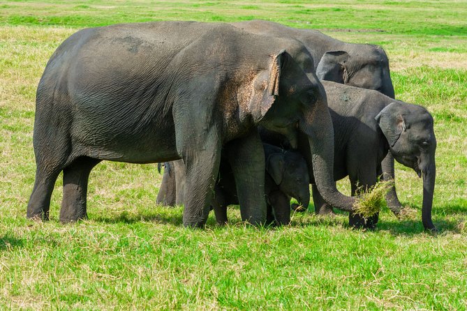 Wild Elephant Safari in Minneriya National Park - Morning or afternoon: which should you choose?