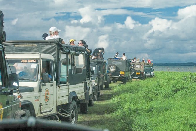 Wild Elephant Safari in Minneriya National Park - Price, group size, and what you actually receive
