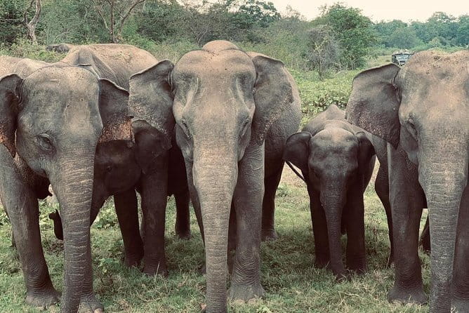 Wildlife Safari Yala National park - A safari that includes village life and farming