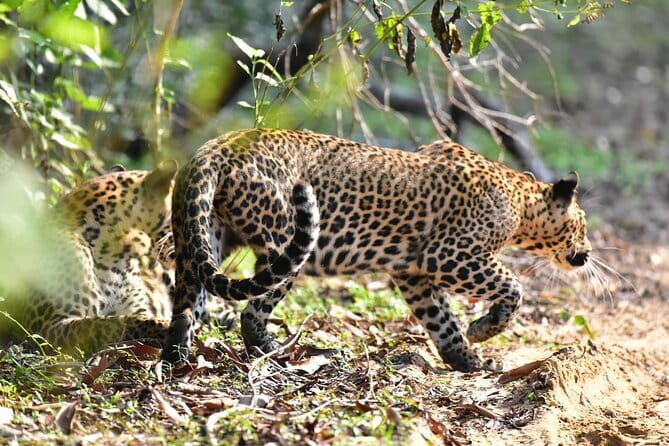 Wilpattu Half Day Safari From Anuradhapura - Key points to know before booking